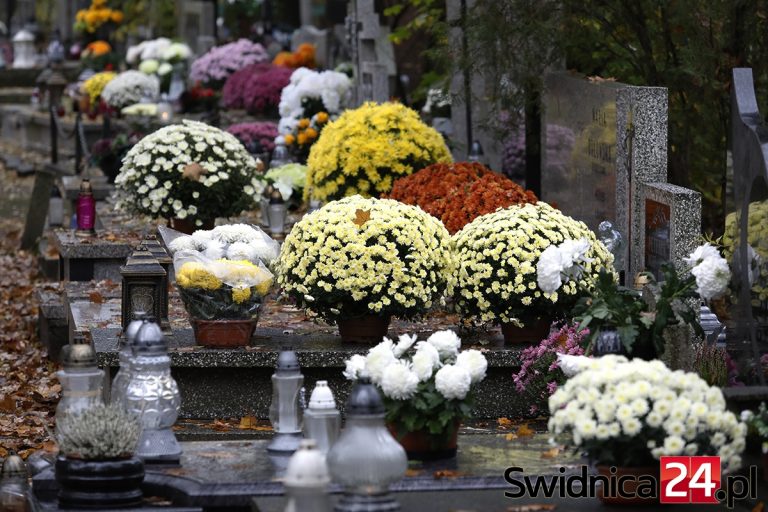 Rząd zaczyna skup chryzantem. O bezpłatne przekazanie kwiatów mogą wnioskować samorządy i instytucje publiczne