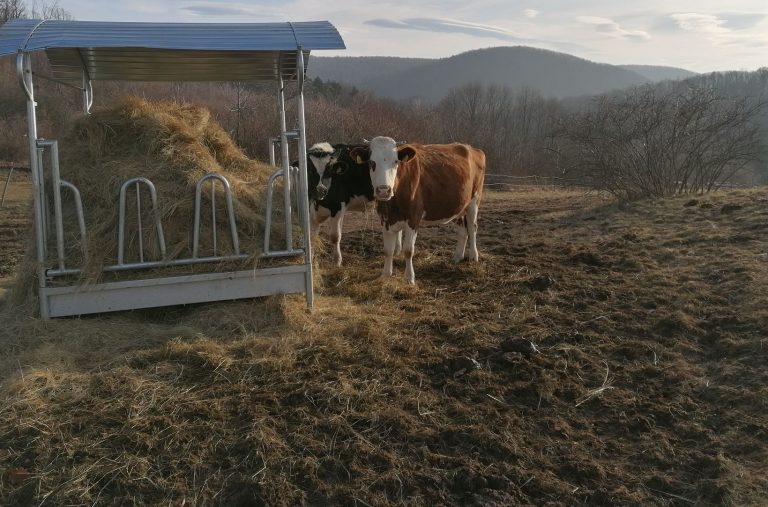 „Nie marzyliśmy o krowach i kozach”. Mimo przeciwności azyl DIOZ w Pietrzykowie nabiera kształtów [FOTO/VIDEO]