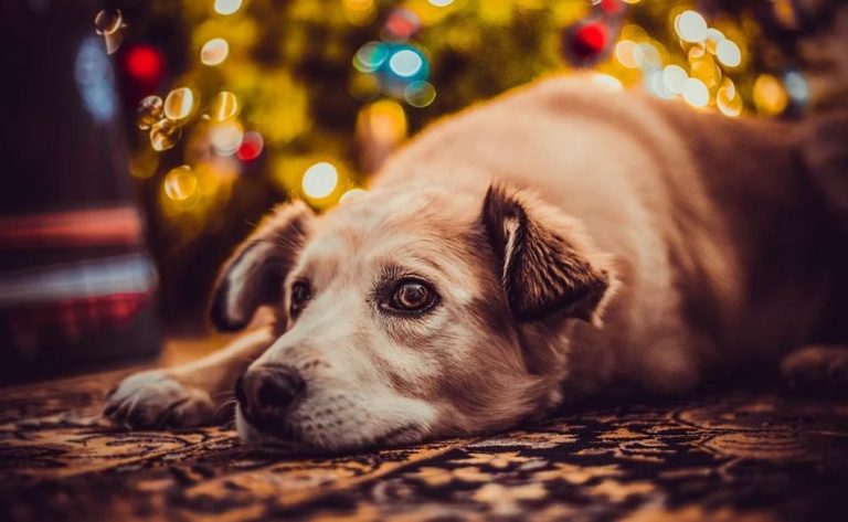 Weterynarz radzi: Okres świąteczny a opieka nad zwierzakiem