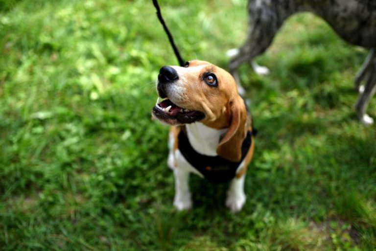 Spersonalizowana dieta dla psa? Teraz to możliwe