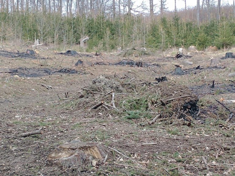 Rzeź kontra planowa gospodarka. Nadleśnictwo Świdnica o mapie wycinki lasów, która poruszyła całą Polskę