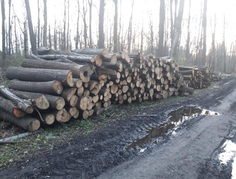 Chcą ocalić las przed wycinką. W jego obronie stanęli mieszkańcy i radni