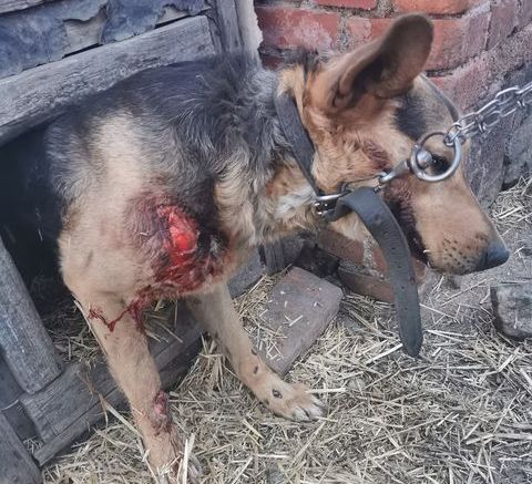 Sołtyska wsi Wirki ciągnęła psa na haku za samochodem. Została zatrzymana [UWAGA DRASTYCZNE ZDJĘCIA]
