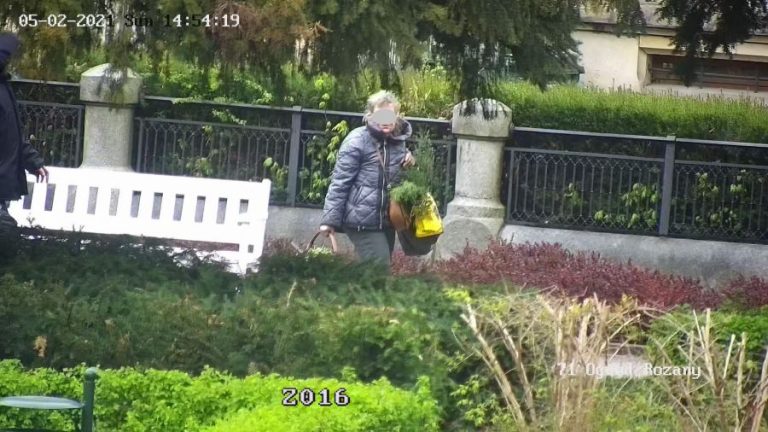 Seniorka na potęgę kradła rośliny z Ogrodu Różanego i placu Drzymały [FOTO]