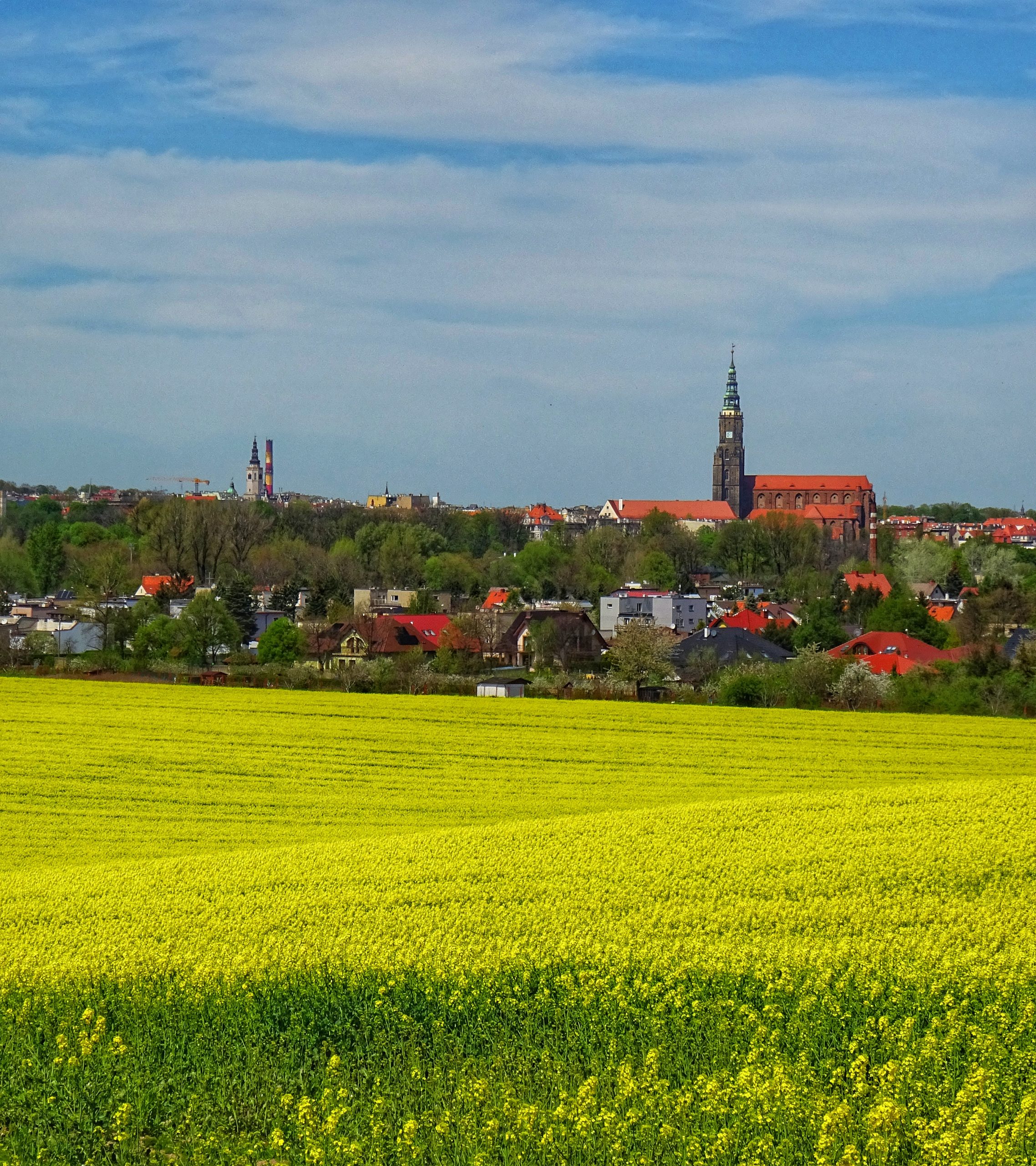 Panorama Świdnicy z kwitnącym rzepakiem. Fot. Leszek Krawiec