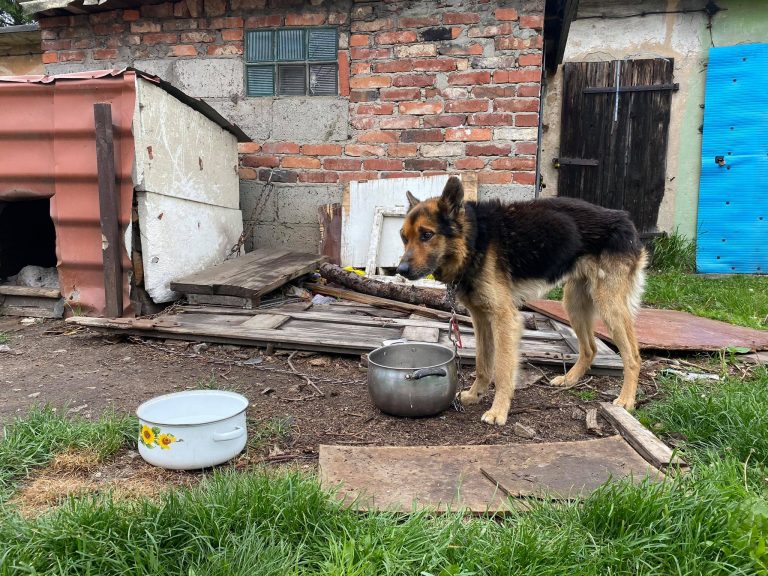 Chudy, głodny, na krótkim łańcuchu. „Właścicielka nie wiedziała, po co go ma” [VIDEO]