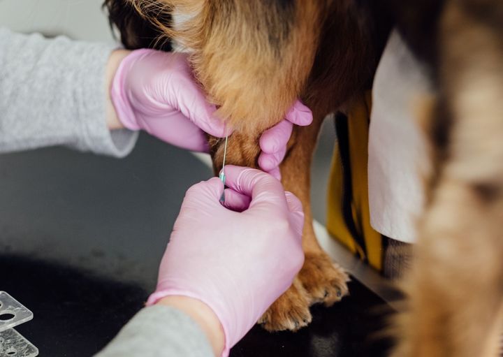 Trwają obowiązkowe szczepienia dla psów. Są ułatwienia w gminie Świdnica