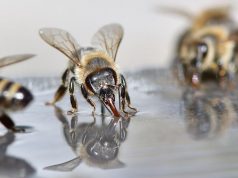 Rolnik prawomocnie skazany, ma zapłacić ponad pół miliona złotych za śmierć ponad 7 milionów pszczół