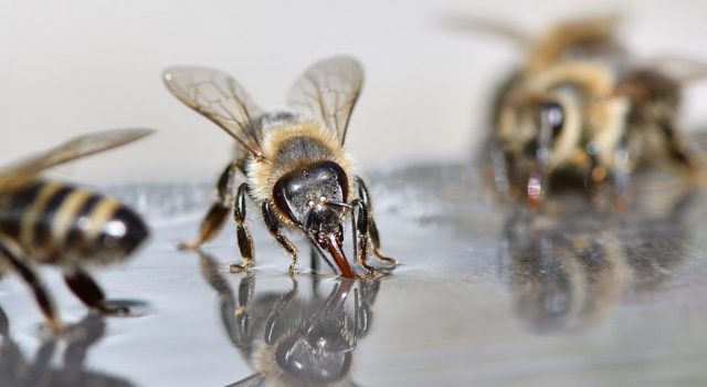 Rolnik prawomocnie skazany, ma zapłacić ponad pół miliona złotych za śmierć ponad 7 milionów pszczół