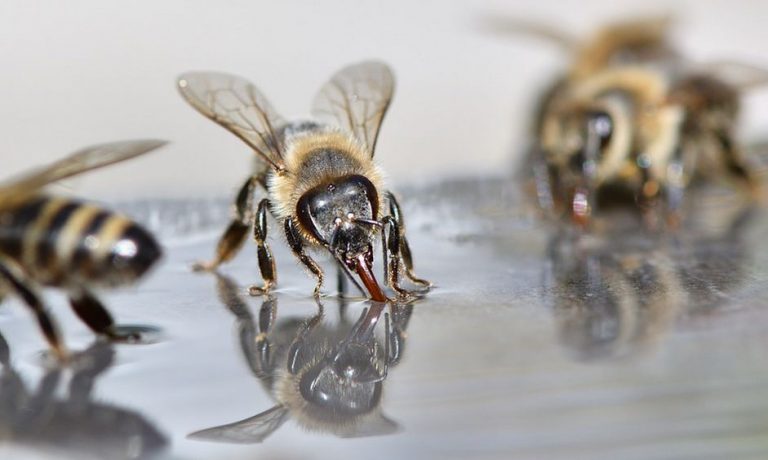 Opryskał rzepak zakazanym środkiem, zginęło 7,5 miliona pszczół. Rolnikowi z gminy Świdnica grozi nawet 8 lat więzienia