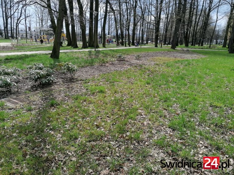 Nasadzenia uschnięte, zgniłe lub skradzione. Kosztowne utrzymanie zrewitalizowanego Parku Centralnego [FOTO]