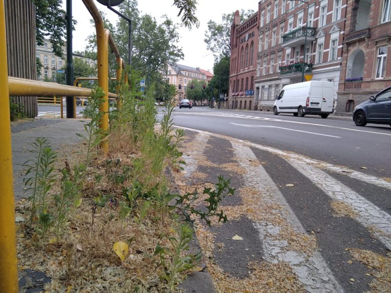 Brud, chwasty, uschnięte kwiaty. Winni wszyscy inni, a poza tym wszystko w porządku [FOTO]