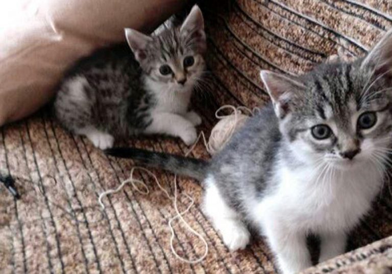 Kocie maluchy do adopcji