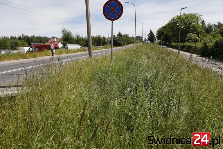 Trawa po pas. Co z koszeniem poboczy? [FOTO]