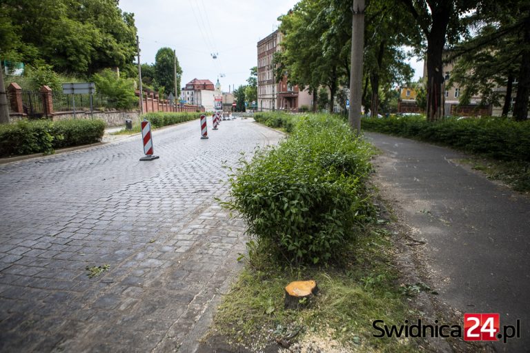 Wycięto nawet młode drzewa. Dlaczego nie zostały przesadzone? Jest odpowiedź magistratu