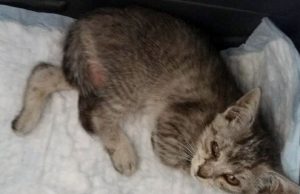 Przeżył wypadek, potrzebuje kochającego domu