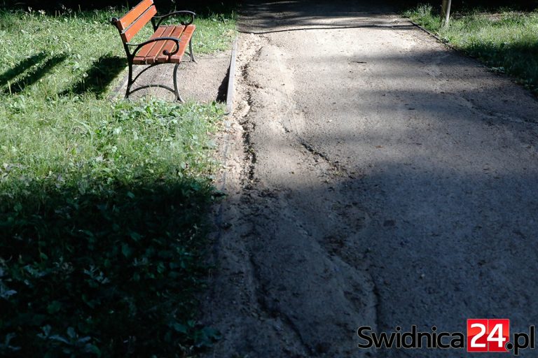 Uschnięte rośliny, wymyte alejki. Przewodniczący Rady Miejskiej pyta o brak działań w zrewitalizowanym parku [FOTO]