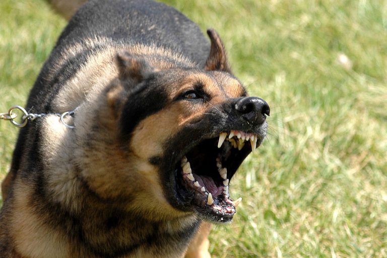 Agresywny pies grasuje na Osiedlu Młodych? Straż miejska odpiera zarzuty dotyczące braku reakcji na zgłoszenia