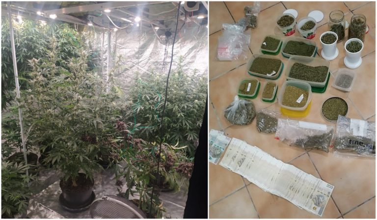 Policjanci przechwycili ponad 12 kilogramów marihuany i zlikwidowali nielegalną uprawę [FOTO/VIDEO]
