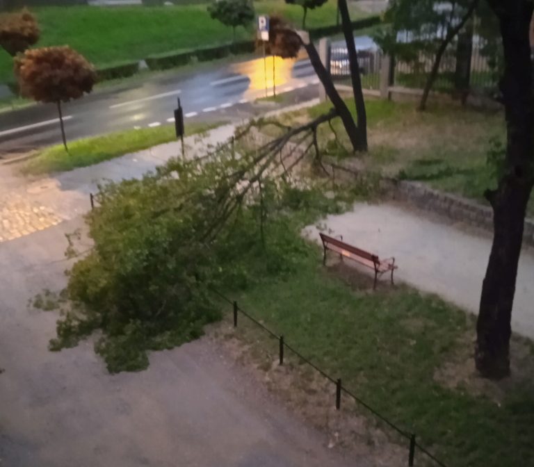 Konar spadł na przejście w parku