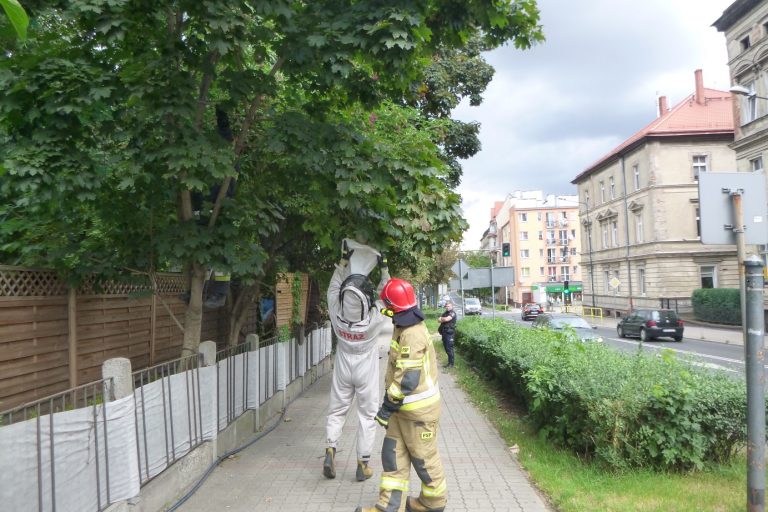 Osy znów zagnieździły się nad chodnikiem przy ul. Wrocławskiej