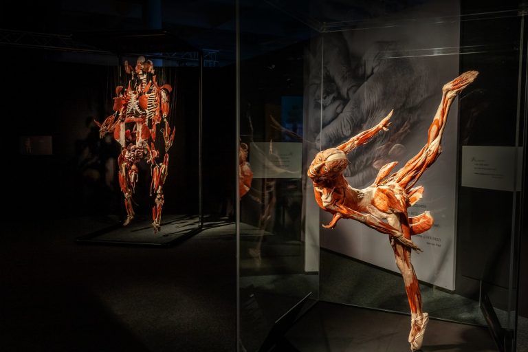 Anatomiczna Wystawa BODY WORLDS – VITAL we Wrocławiu już otwarta!