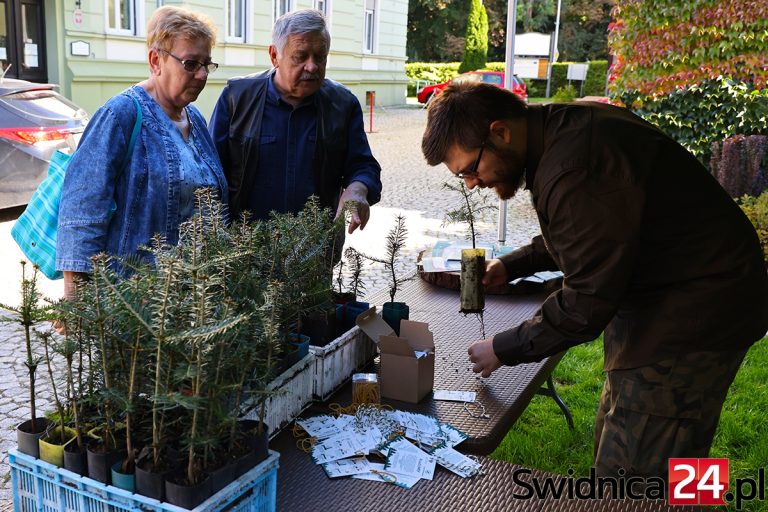 1000 sadzonek drzew do przygarnięcia. Leśnicy czekają na chętnych [FOTO]