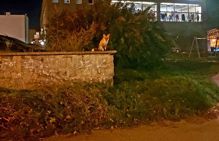 Lis w centrum Świdnicy. Mieszkaniec się skarży, straż miejska wyjaśnia