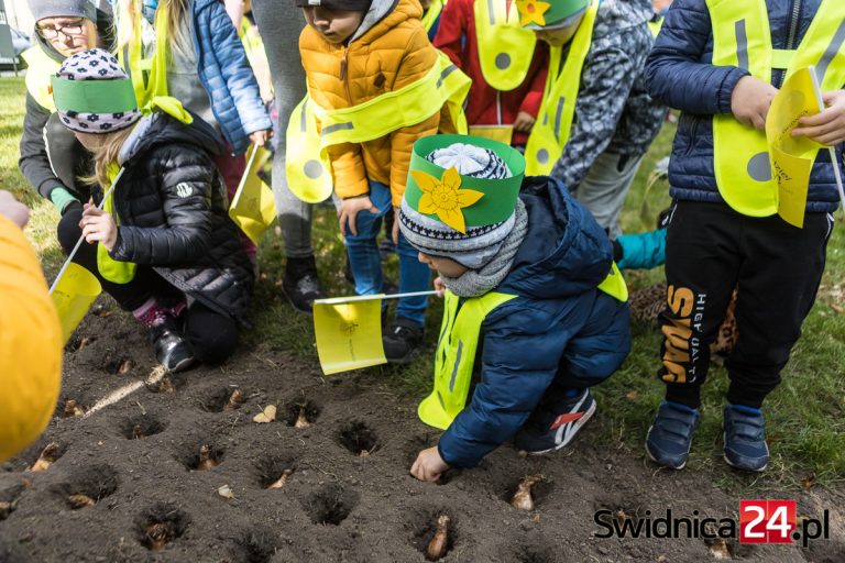 1600 cebulek żonkili. Jutro posadzą Pole Nadziei w Świdnicy