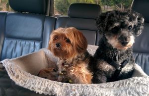 Jak przewozić psa samochodem?