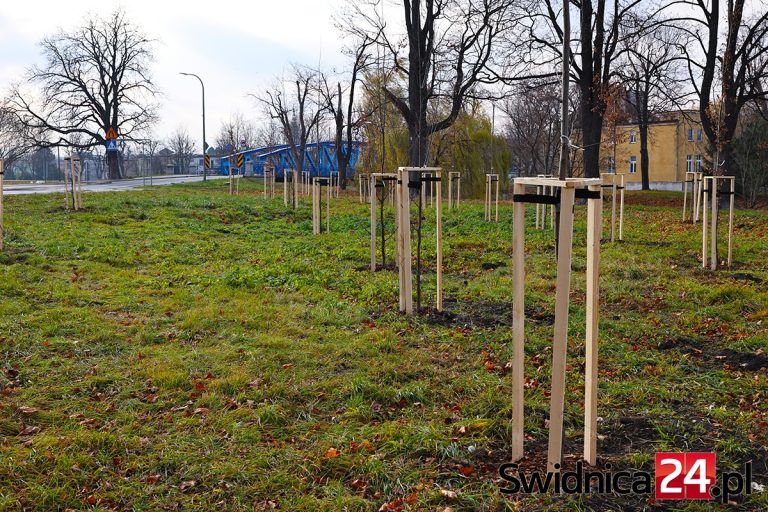 Kolej sadzi drzewa w Świdnicy. To rekompensata [FOTO]