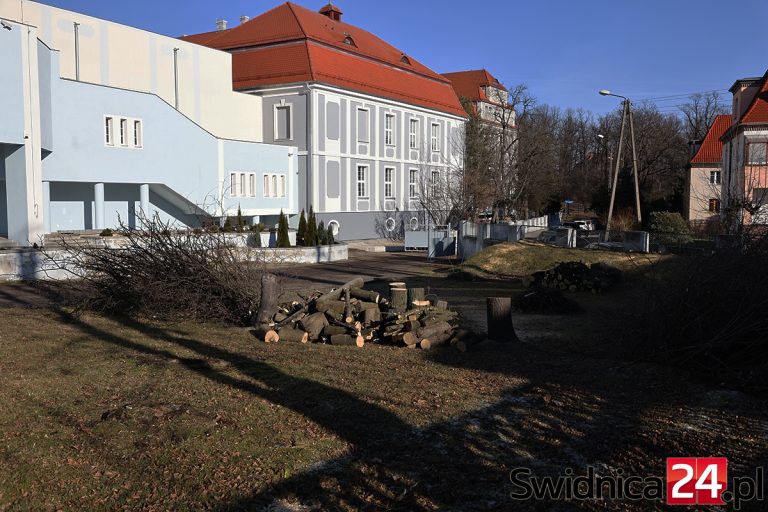 11 drzew pod topór. „To była trudna decyzja. Zwyciężył pragmatyzm” [FOTO]