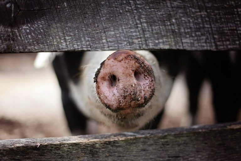 Afrykański pomór świń. Część powiatu świdnickiego strefą skażoną