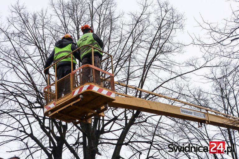 Lata walki przynoszą efekt? Arborysta chwali za korektę drzew w Świdnicy [FOTO]