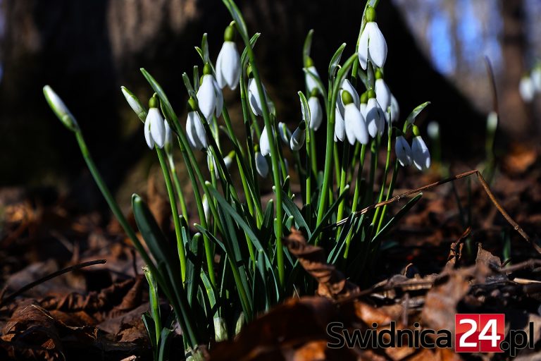 Przedwiośnie nieśmiało daje o sobie znać [FOTO]