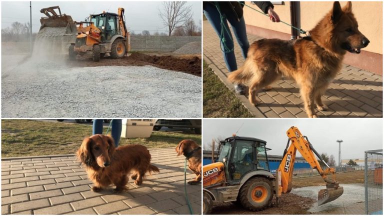 Powstaną dodatkowe miejsca dla zwierząt z Ukrainy. Świdnickie schronisko ruszyło z pracami [FOTO]