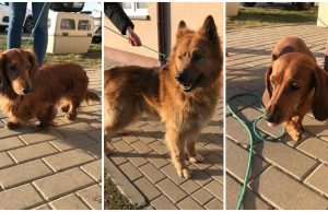 Do Świdnicy trafiają także psy z Ukrainy. Potrzebna pomoc na stworzenie dodatkowych miejsc!