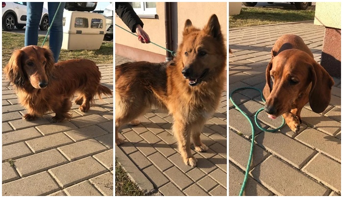 Do Świdnicy trafiają także psy z Ukrainy. Potrzebna pomoc na stworzenie dodatkowych miejsc!