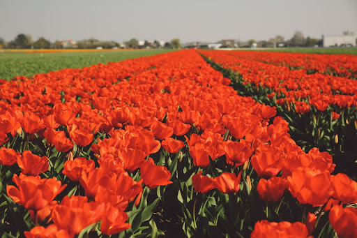 tulipany w Holandii