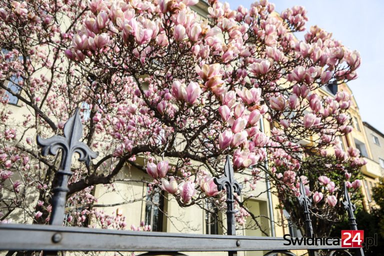 Rozkwitają świdnickie magnolie [FOTO]