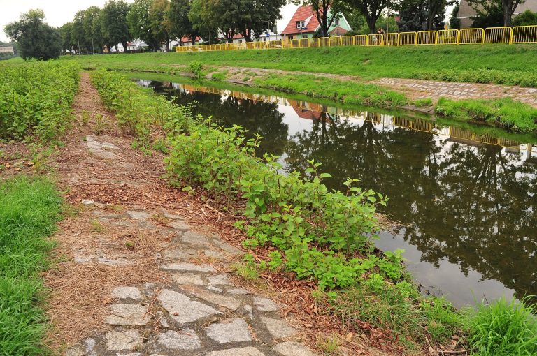 Świdnica zadba o brzegi Bystrzycy. Na realizację prac trafi 150 tys. złotych