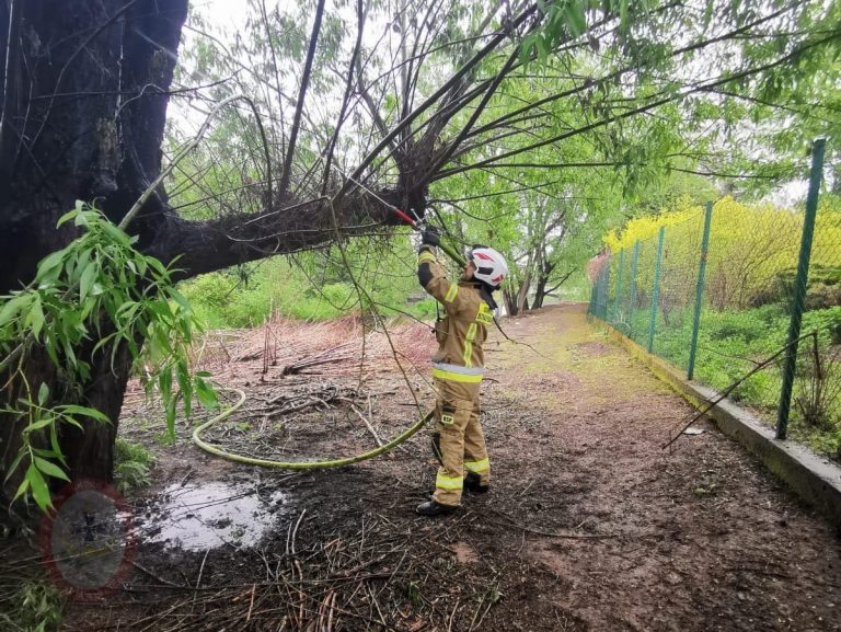 Mimo deszczu spłonęło 18-metrowe drzewo w Świdnicy