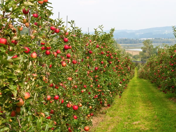 Jabłoń – posadź ją w swoim ogrodzie!
