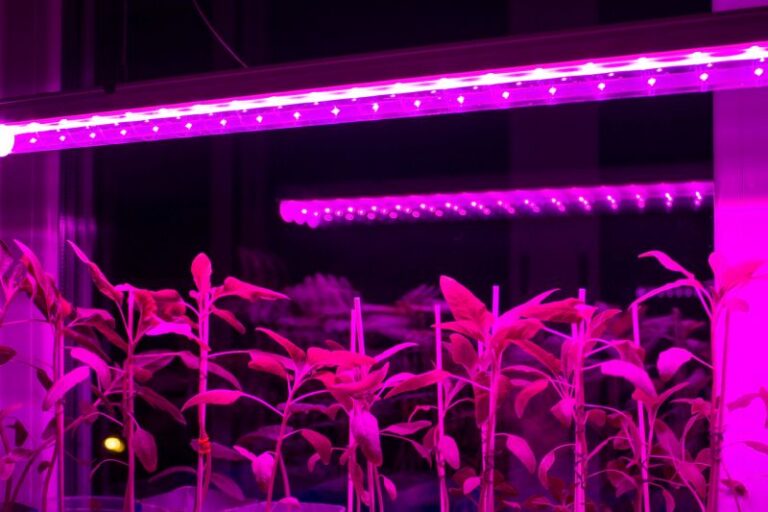 Lampy LED do roślin – 3 powody, dla których warto w nie zainwestować