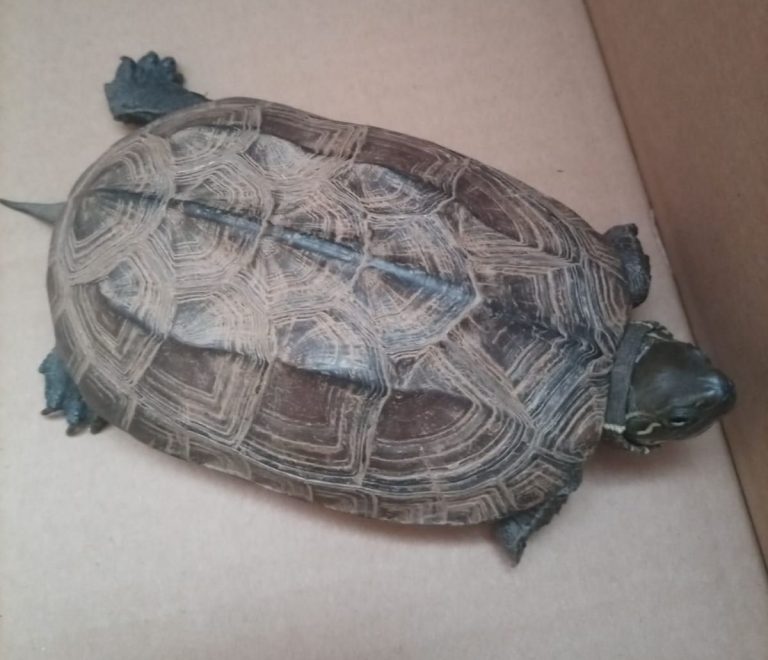 Żółw znaleziony na ulicy. Zguba czy porzucony?[Aktualizacja]