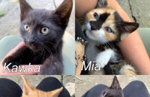 Pilnie potrzebny dom dla czterech sióstr