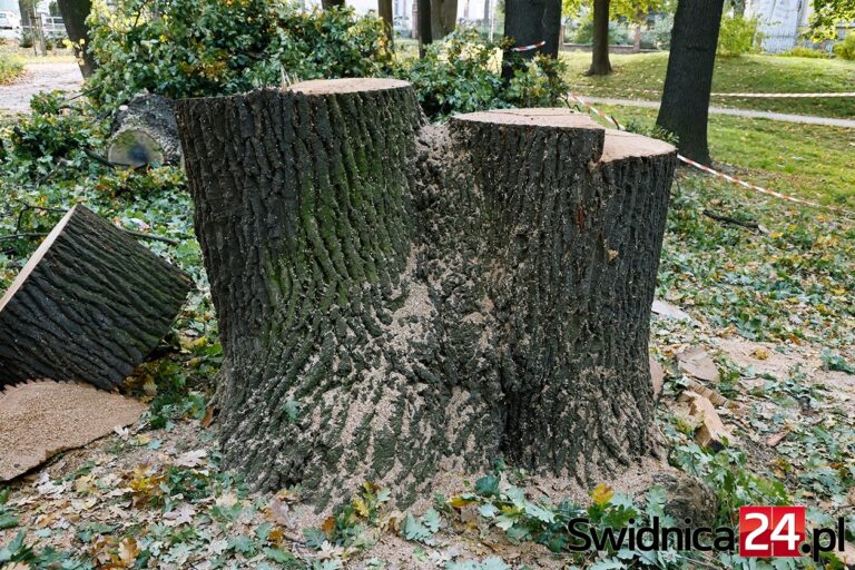 Okazały dąb w Parku Sikorskiego poszedł pod topór [FOTO]