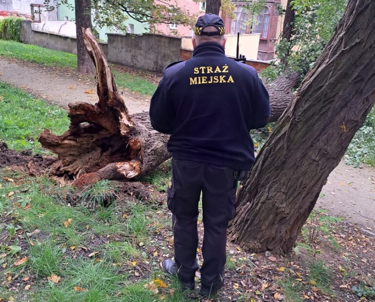 Amatorzy denaturatu, odpadający tynk i powalone drzewo. Interwencje straży miejskiej