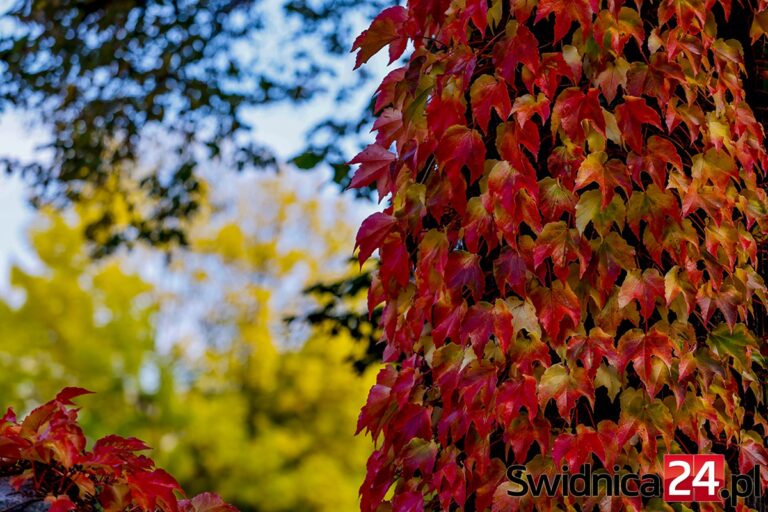Świdnica w jesiennych barwach. Synoptycy zapowiadają ciepły i słoneczny początek tygodnia [FOTO]