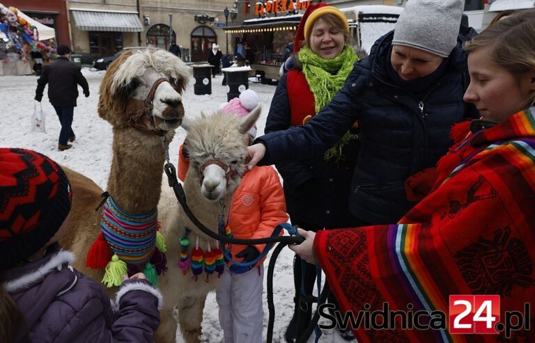 Alpaki skradły serca świdniczan. Co jeszcze w programie Świdnickiej Kolędy? [FOTO]
